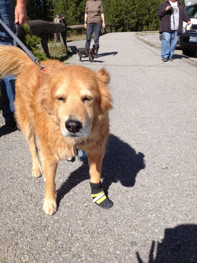 Dog with Sock